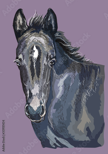 Hand drawing horse portrait vector 28