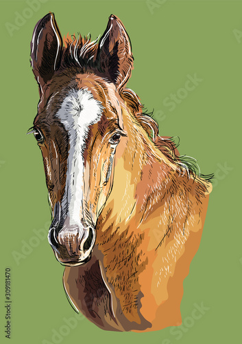Hand drawing horse portrait vector 29