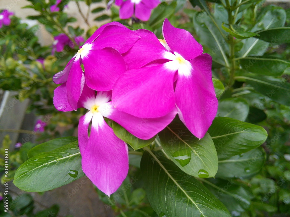 Blooming purple vinca or catharanthus roseus flower in the park. Blooming purple vinca or catharanthus roseus flower in the park.