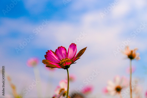 cosmos and blue sky