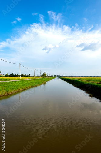 Rural area view surrounding with beautiful landscape of green paddy rice field © amirul syaidi
