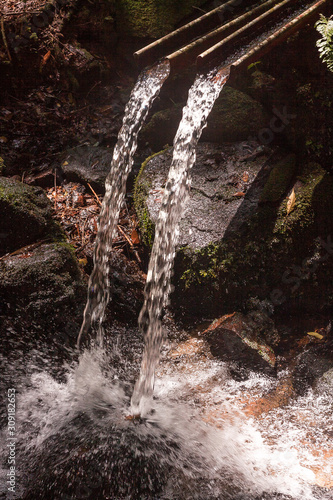 Stream inside the rain forest