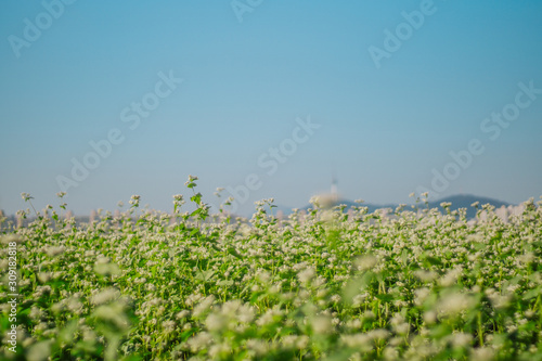 Namsan and Seoul tower beyond white buckwheat flower field at Seorae island, Han River, Seoul, Korea photo