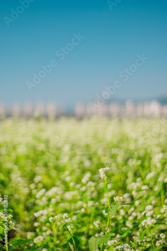 Namsan and Seoul tower beyond white buckwheat flower field at Seorae island  Han River  Seoul  Korea