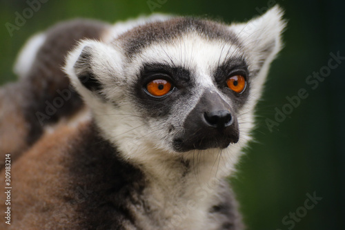Portrait popular monkey lemur catta © denisapro