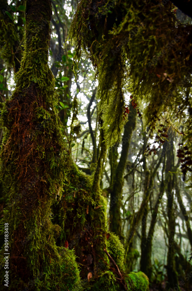 Fototapeta premium Beautiful nature, mossy forest at Cameron Highland, Malaysia.