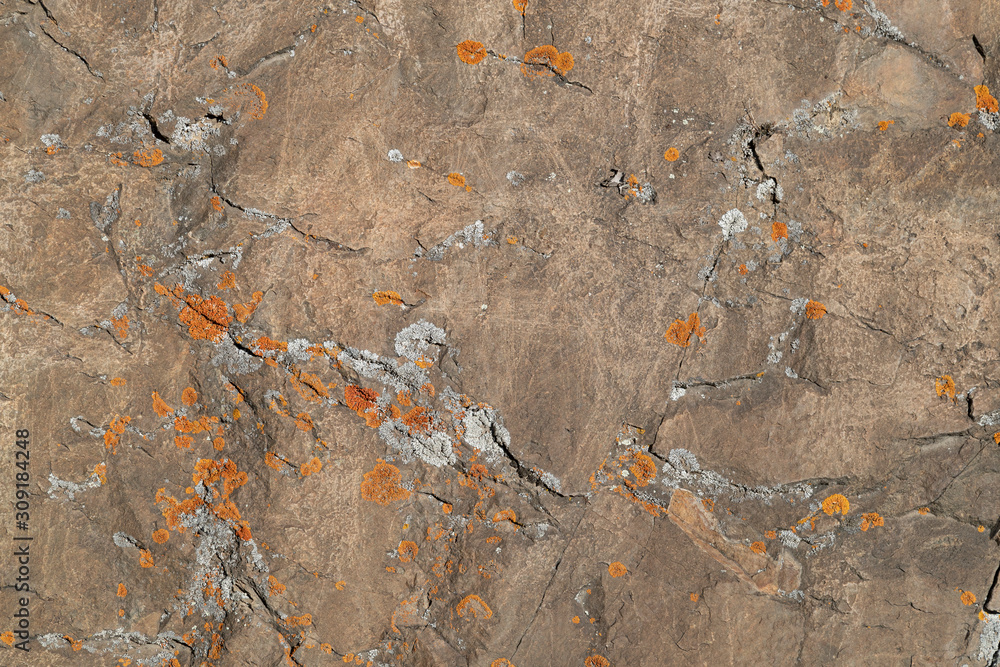 Flat close sedimentary rock texture with moss Flat close sedimentary rock texture with moss