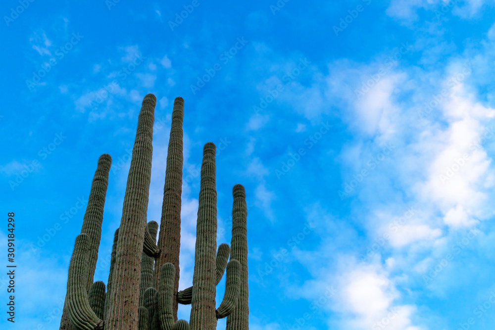 Cactus Arrms Soaring In to The Blue Sky