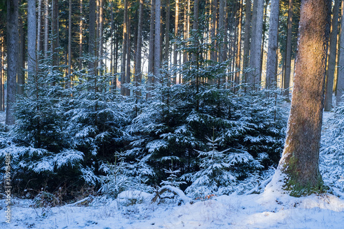 Mit Schnee bedeckte Tannen im Taunus/Deutschland © fotografci