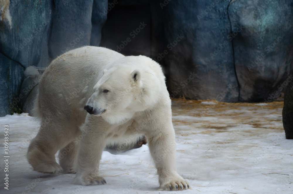 Polar bear Polar bear