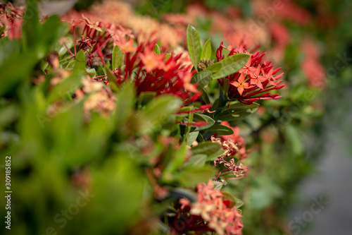 Ixora red flowers in the garden