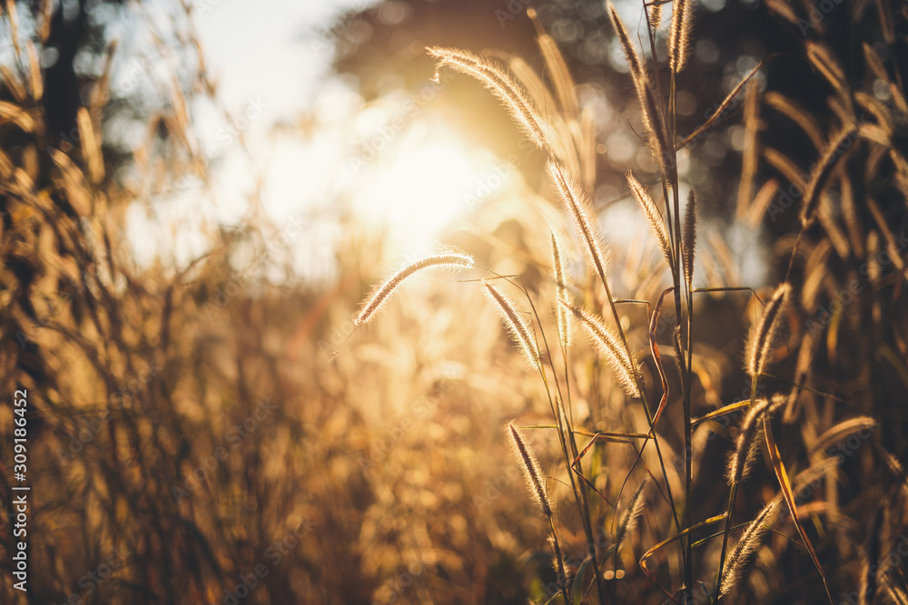 Flower grass and golden light in the evening. Flower grass and golden light in the evening.