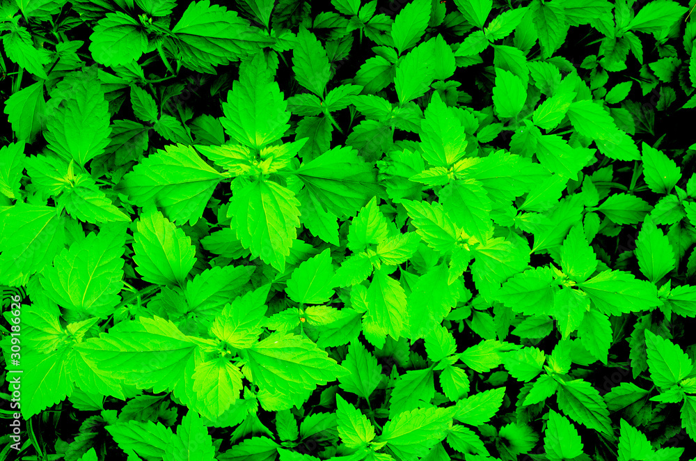 Green leaf background picture Green leaf background picture