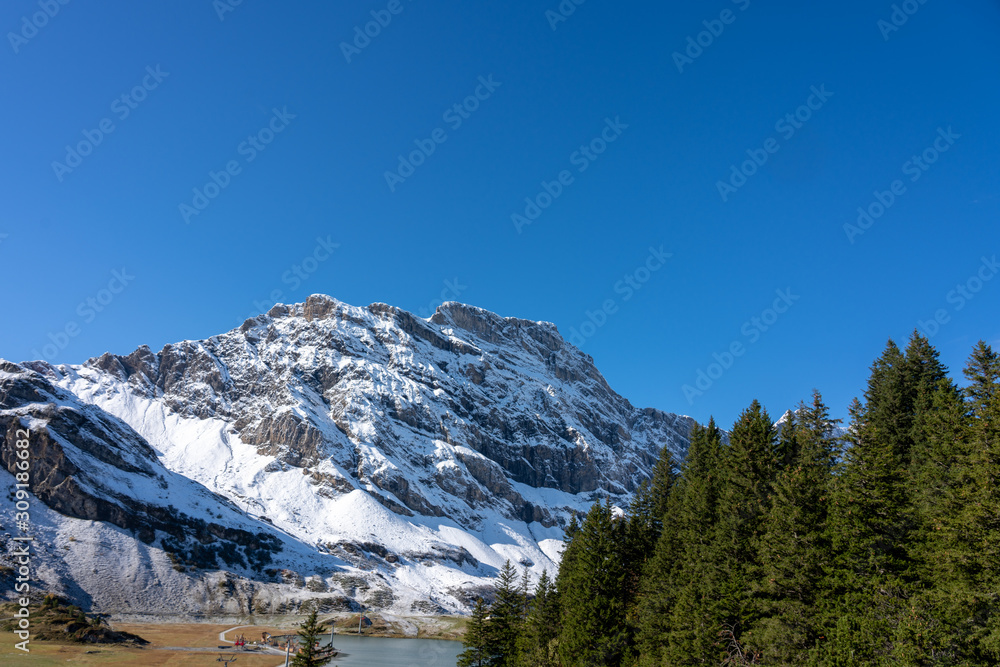 Pine forest and snowy mountains.