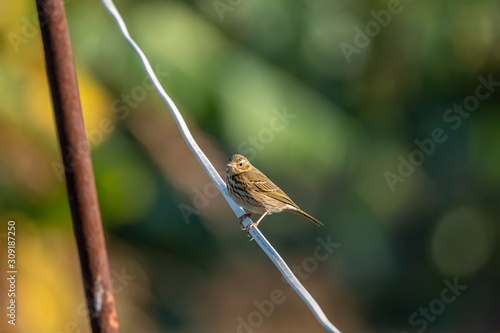 Olive-backed Pipit in Mai Po Nature Reserve, Hong Kong (Formal Name: Anthus hodgsoni) photo