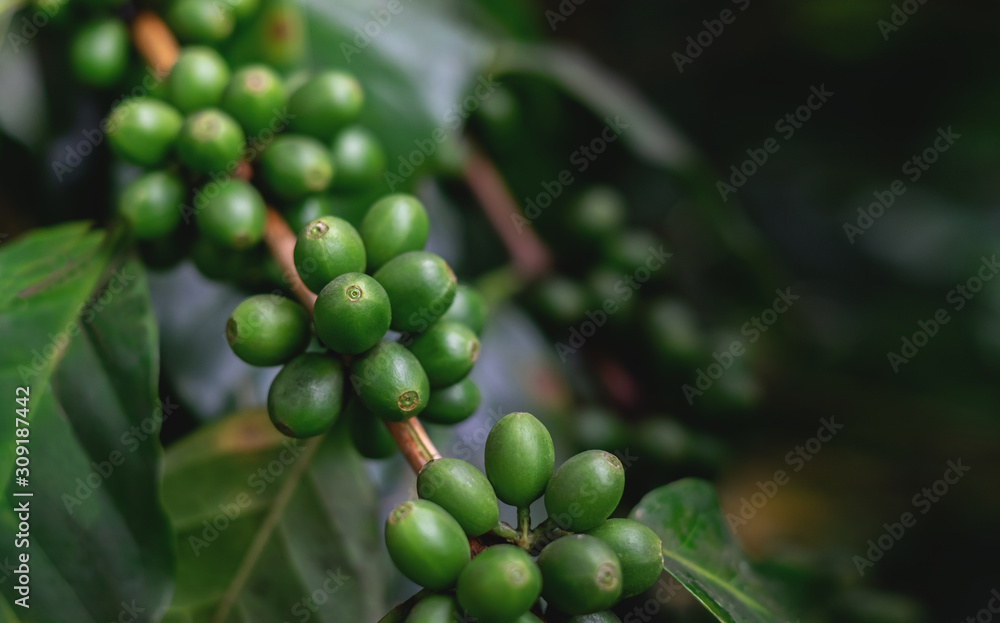 Close Up of coffee beans and coffee trees in the coffee garden.