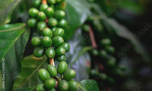 Close Up of coffee beans and coffee trees in the coffee garden.