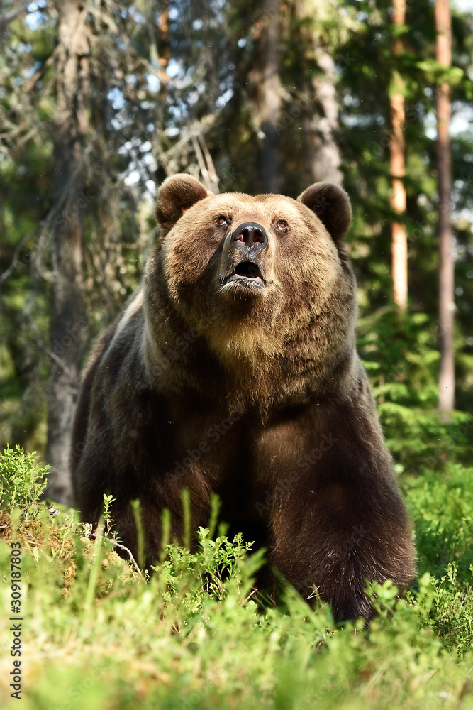 brown bear looking up in forest at summer brown bear looking up in forest at summer