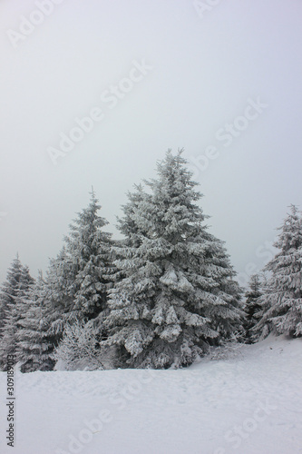 Winter spruce forest under the thickness of white fresh snow. Winter landscape