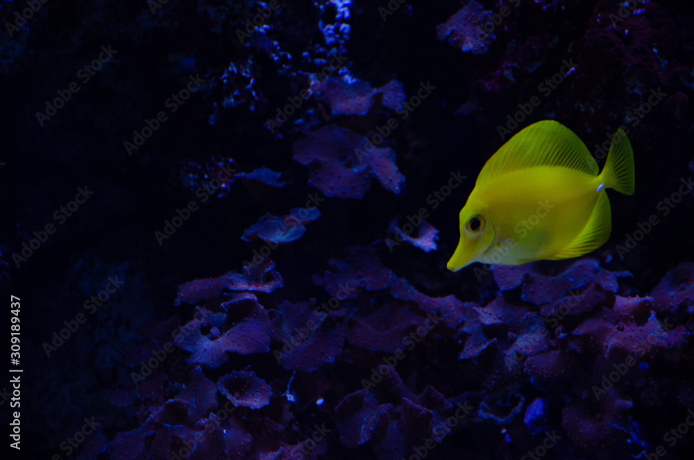 Fototapeta premium yellow fish