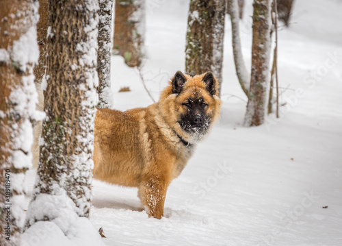 dog in the snow © SorbyPhoto