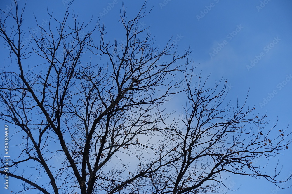 Leafless branches of tree against blue sky in winter Leafless branches of tree against blue sky in winter