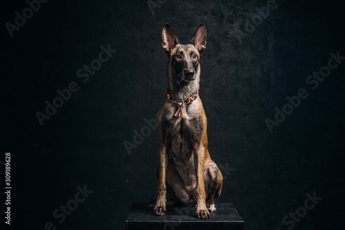 Wall Mural Belgian malinois shepherd dog at the dark background