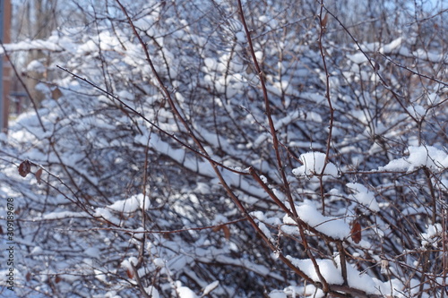 Leafless branches covered with white snow in winter © Anna