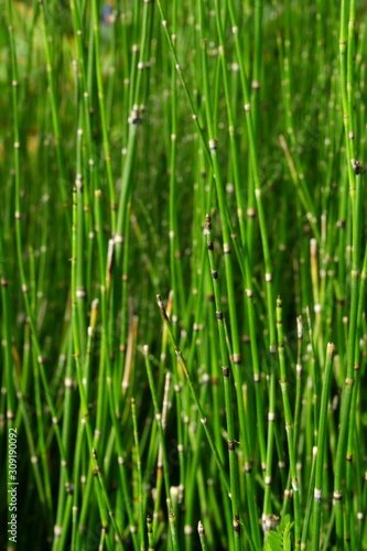 green grass close-up, natural background, Hymenachne pseudointerrupta.