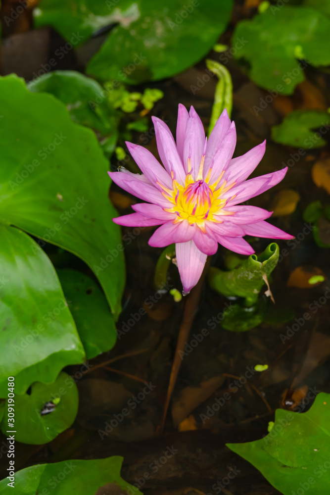 Nymphaea , beautiful purple waterlily or lotus flower in pond with nature background. Nymphaea , beautiful purple waterlily or lotus flower in pond with nature background.