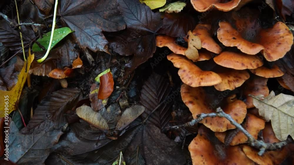 Brown fungus shroom on the ground in a forest Brown fungus shroom on the ground in a forest