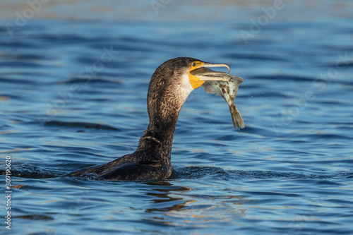 kormoran mit fisch © haiderose