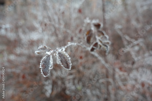 Leaves with hoar frost in winter park photo