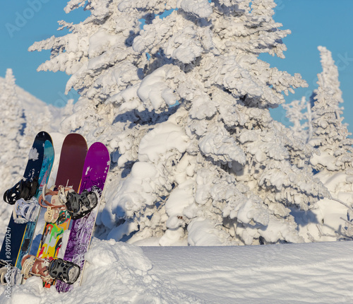 four bright snowboards stand in the snow on the background of snow-covered Christmas trees after powder day. the concept of the crew and ski equipment. Winter fun at the ski resort.