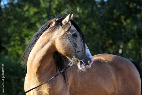 Fotografía Paso Fino horse winner portrait in stud farm