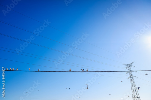 Birds and seagulls perched on electric high voltage cables, with blue background.