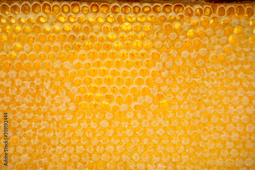 yellow honeycombs empty and filled with honey