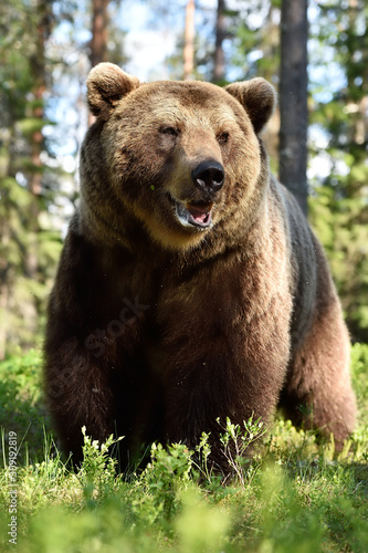 brown bear portrait in summer forest