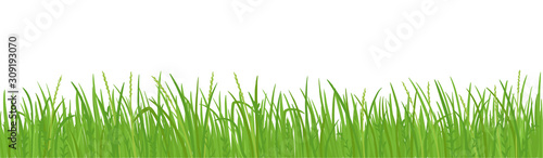 Grass lawn vector background. Green field borders. Design element, frame green grass.