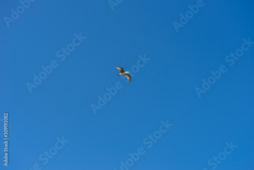 Landscape water- seagull flying