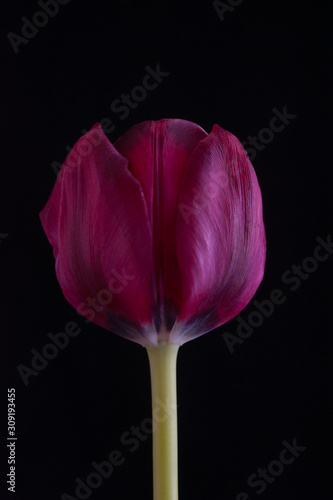 pink tulip