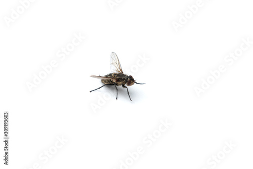 Fly isolated on white background.