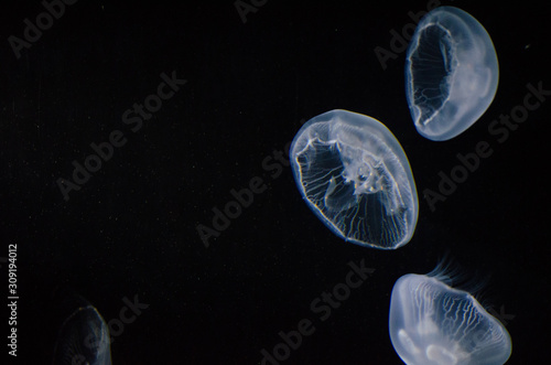 Jellyfish © Mike