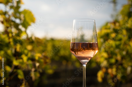 glass of rose wine in the vineyard with blue sky