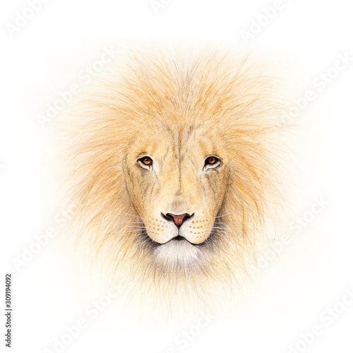 Lion illustration 