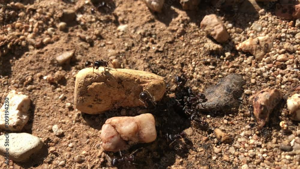 Ants guard the entrance to their colony amongst stones and sand in the desert. Ants guard the entrance to their colony amongst stones and sand in the desert.
