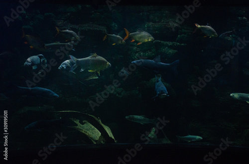 Fish in Aquarium