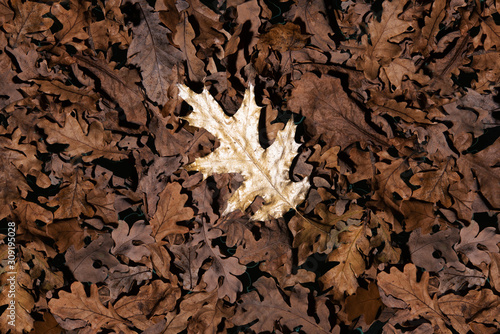 Dry autumn leaves background with one golden bright oak leaf on top.