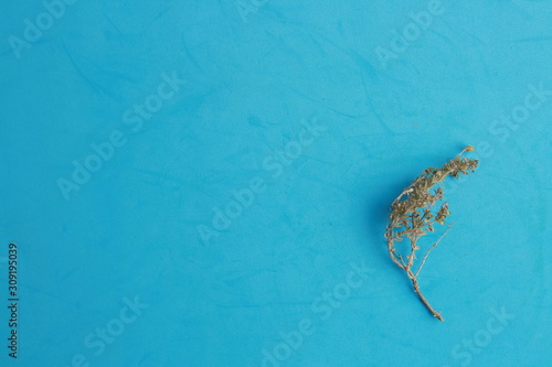 thyme branch on colorful background