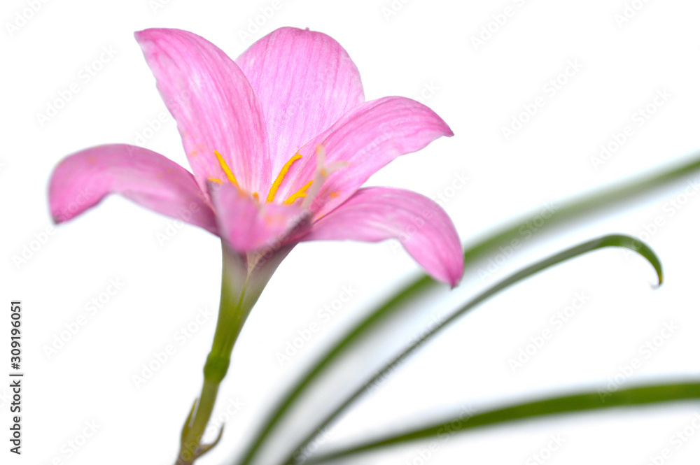 Pink rain lily (Zephyranthes sp.) on white background Pink rain lily (Zephyranthes sp.) on white background